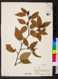 Betula lenta image
