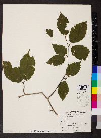 Betula alleghaniensis image