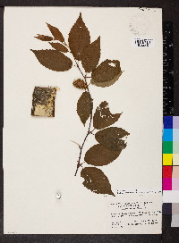 Betula alleghaniensis image