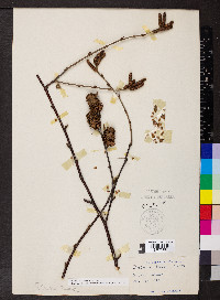 Betula alleghaniensis image