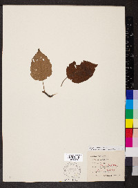 Betula alleghaniensis image