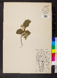 Betula occidentalis image