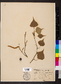 Betula populifolia image