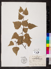 Betula populifolia image