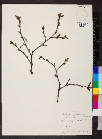 Betula pubescens image