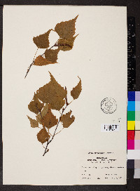 Betula populifolia image