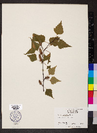 Betula populifolia image