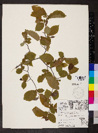 Carpinus caroliniana var. virginiana image