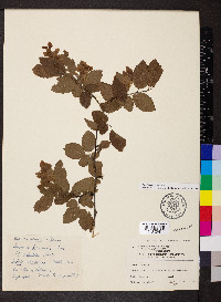 Carpinus orientalis image