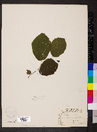 Corylus cornuta image