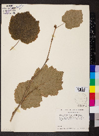 Corylus colurna image