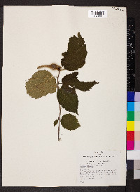 Corylus cornuta image