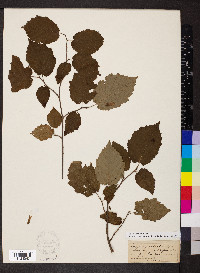 Corylus cornuta image