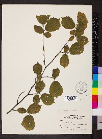 Corylus avellana image