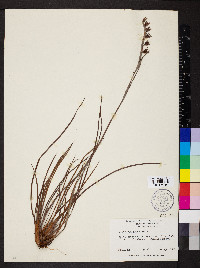 Pleea tenuifolia image