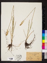 Triantha racemosa image