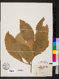 Castanea ozarkensis image