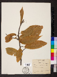 Castanea dentata image