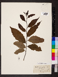 Castanea sativa image