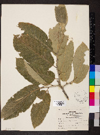 Castanea mollissima image