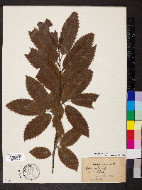 Castanea sativa image