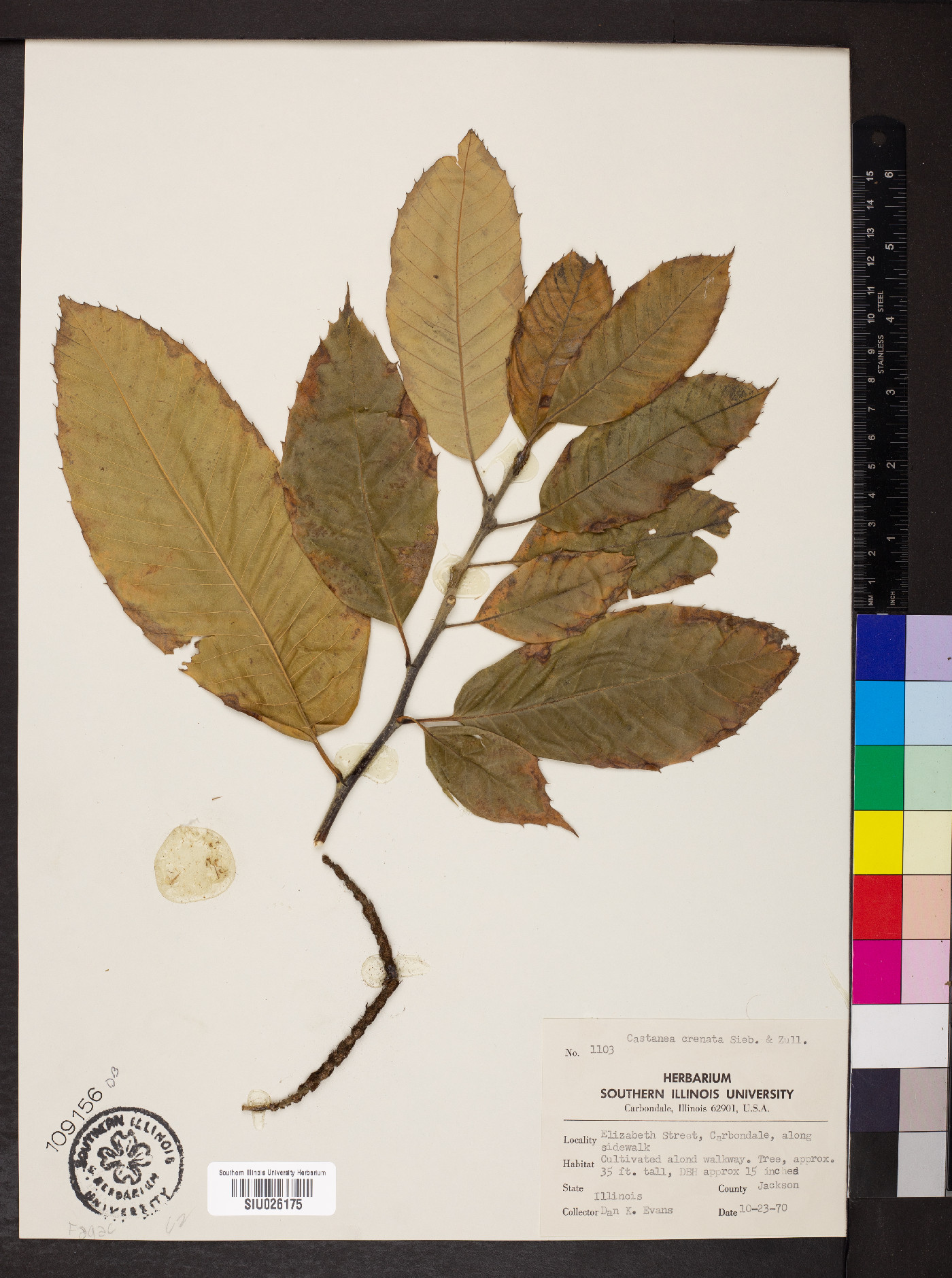 Castanea crenata image