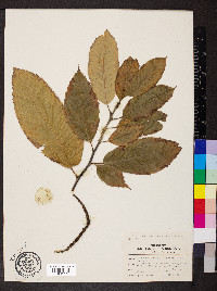 Castanea crenata image