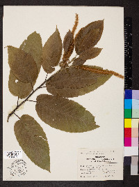 Castanea crenata image