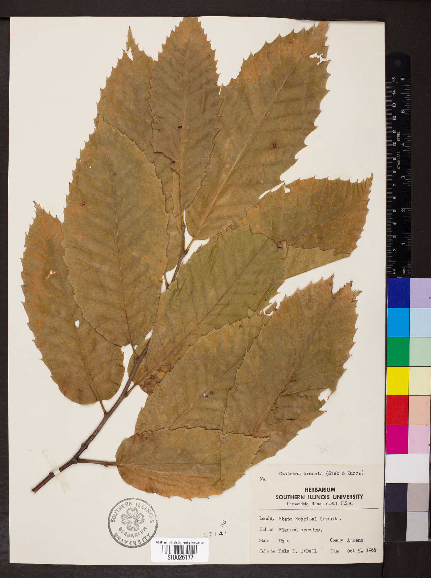 Castanea crenata image