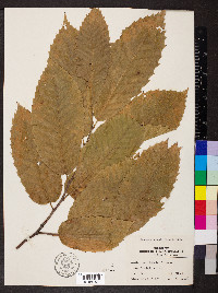 Castanea crenata image