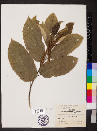 Castanea mollissima image