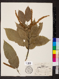 Castanea crenata image