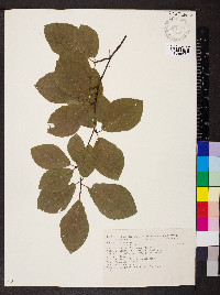 Fagus sylvatica image