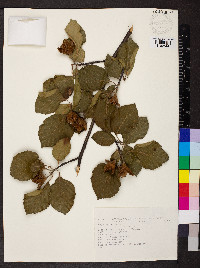 Fagus sylvatica image