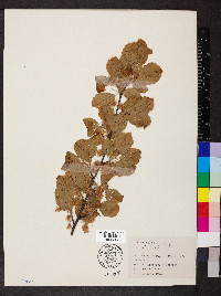 Fagus sylvatica image