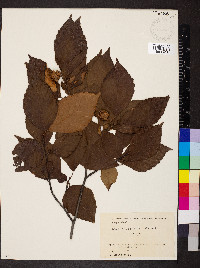 Fagus crenata image