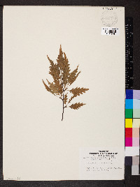 Fagus sylvatica image