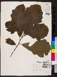 Quercus bicolor image