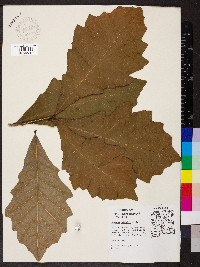 Quercus bicolor image