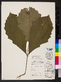 Quercus bicolor image