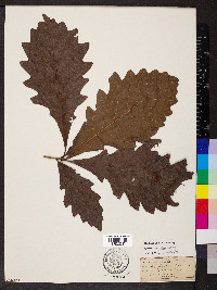 Quercus bicolor image