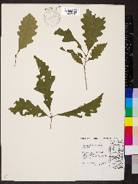 Quercus bicolor image