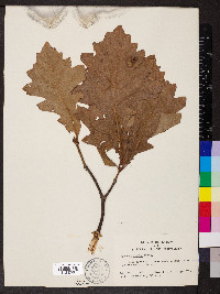 Quercus bicolor image