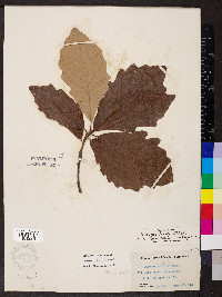 Quercus bicolor image