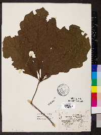 Quercus bicolor image