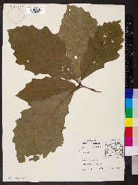 Quercus bicolor image
