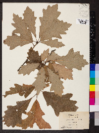 Quercus bicolor image