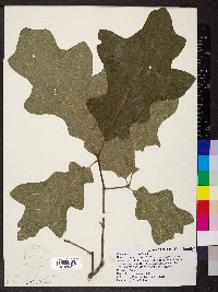 Quercus × bushii image