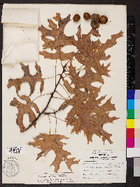 Quercus coccinea image