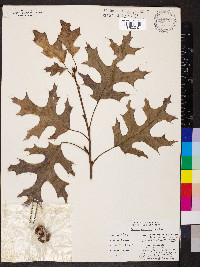 Quercus coccinea image